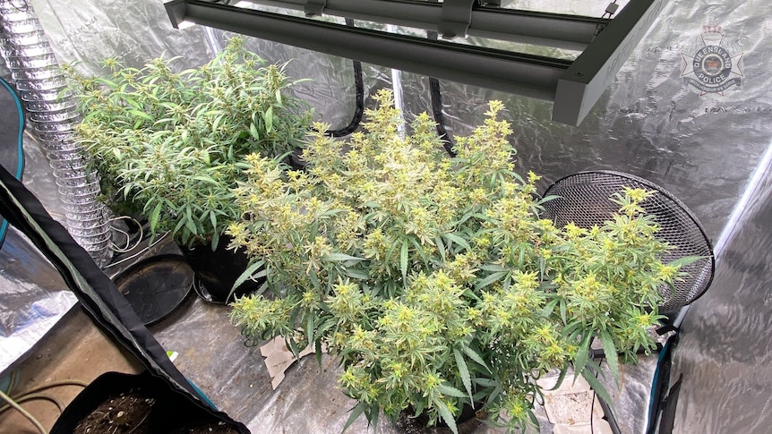 Cannabis plants. 