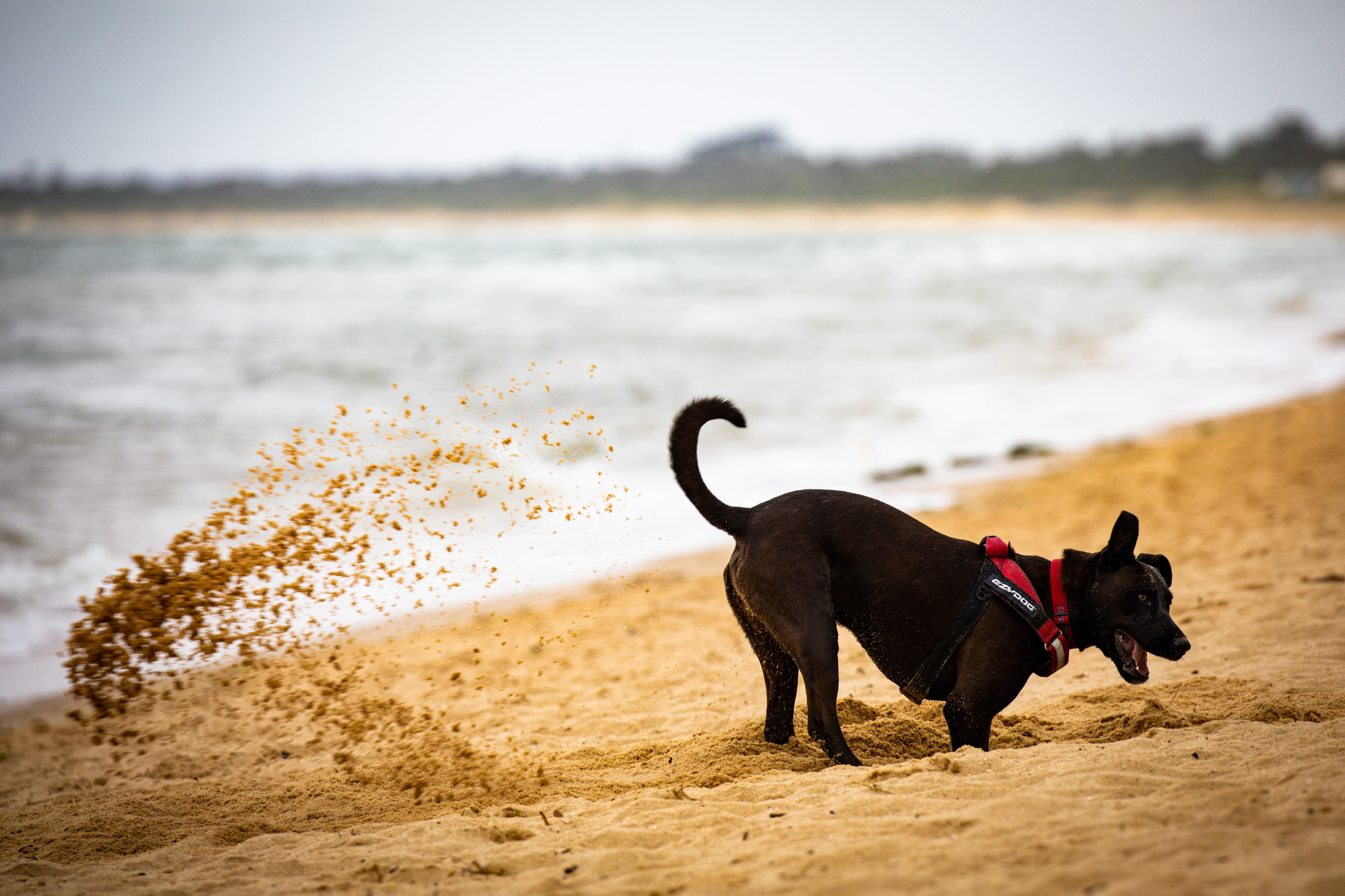 Swimmers urged to check pollution in Port Phillip Bay before diving in