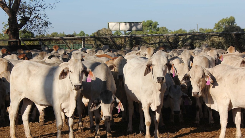 Cattle in the yards at the Karumba live export facility