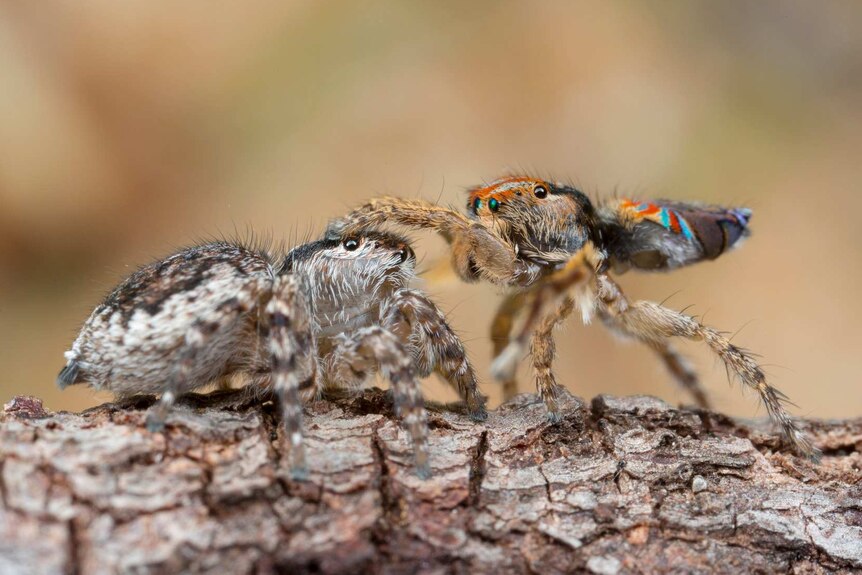 A male Maratus unicup pats the 'head' of the female.