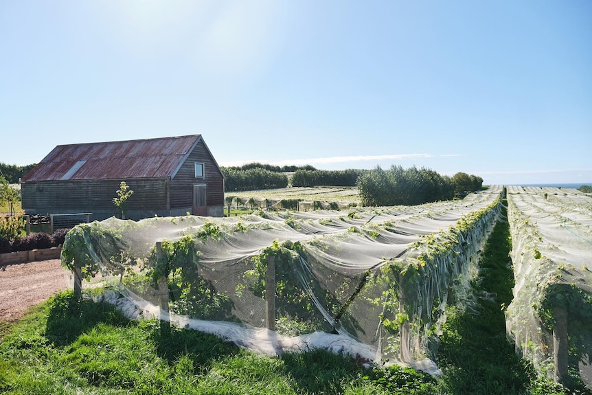 Rows of grape vines under nets next to an old wooden barn with a fading red tin roof