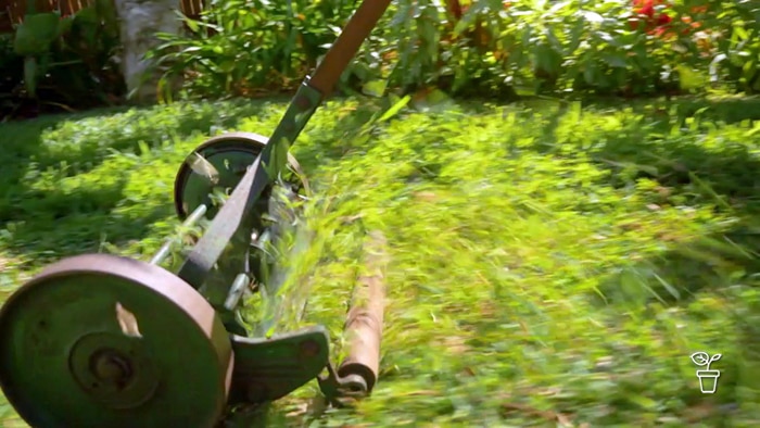 Hand-powered push mower cutting a lawn