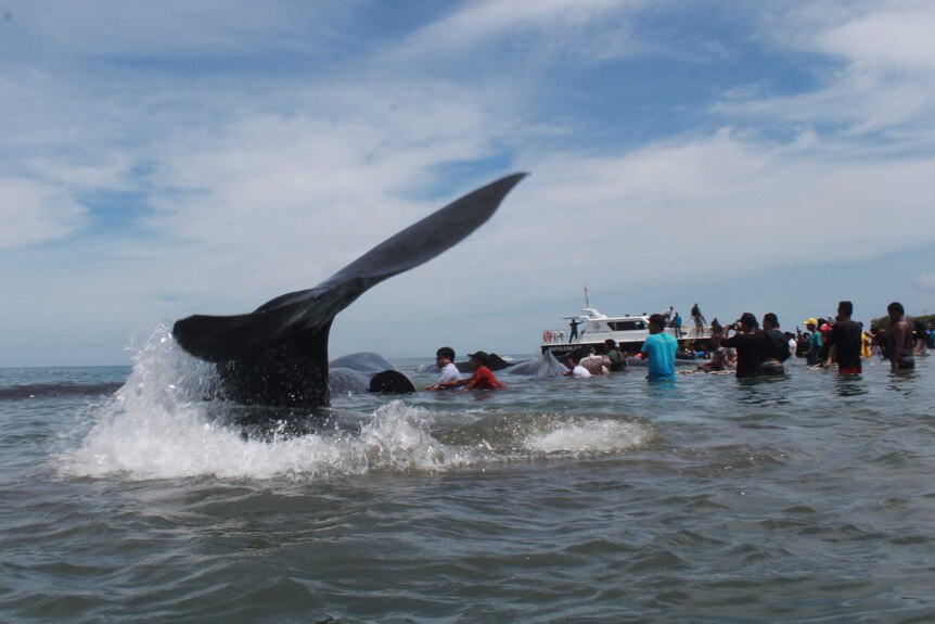 Sperm whale flips its tail while a crowd of people work to push it back into the ocean, with help from a fishing boat.