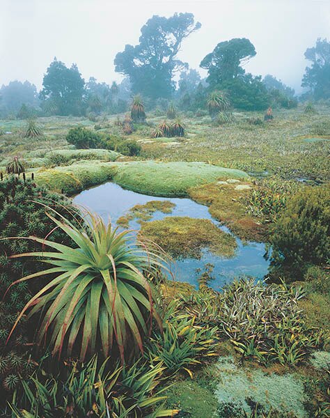 Peter Dombrovskis' renowned photograph of the Mount Anne wilderness, Tasmania.