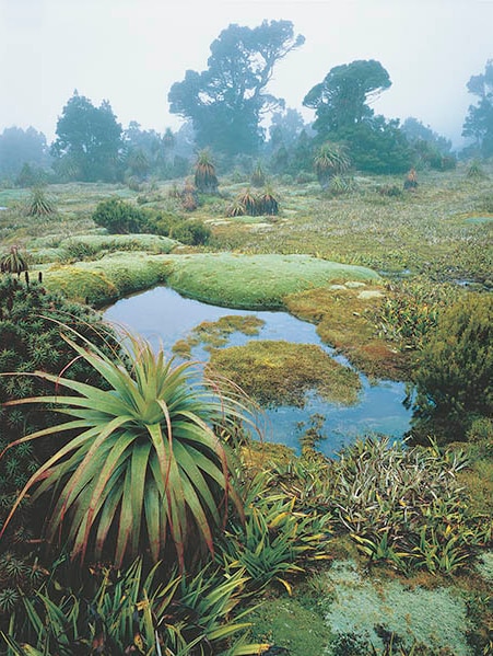 Tthe Mount Anne wilderness area.