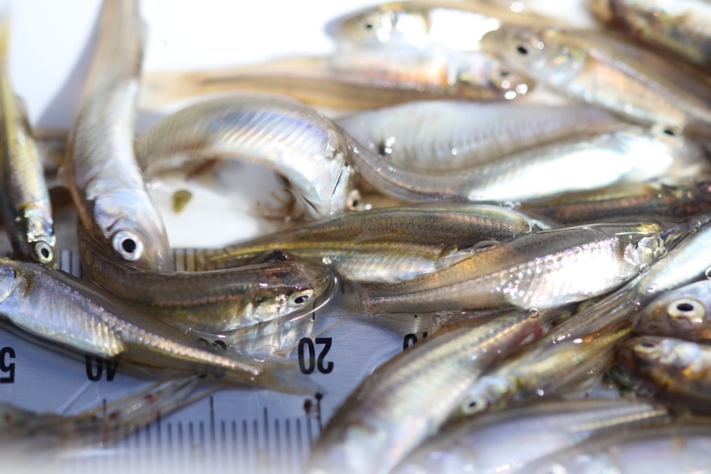 Critically endangered Murray River fish population booms in SA