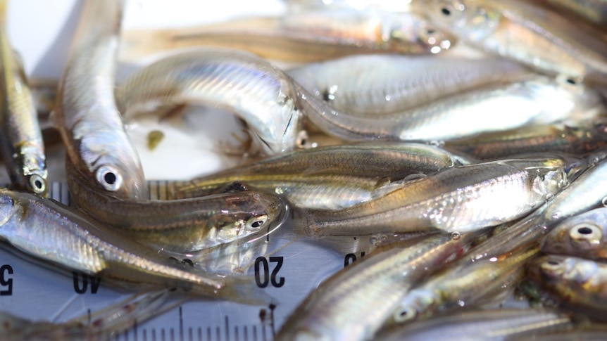 A number of small fish out of the water, laying on top of a steel ruler. 