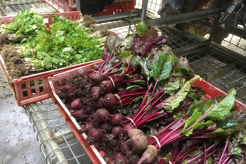 Bunches of coriander and beetroot ready to be washed and sold at the weekend markets.
