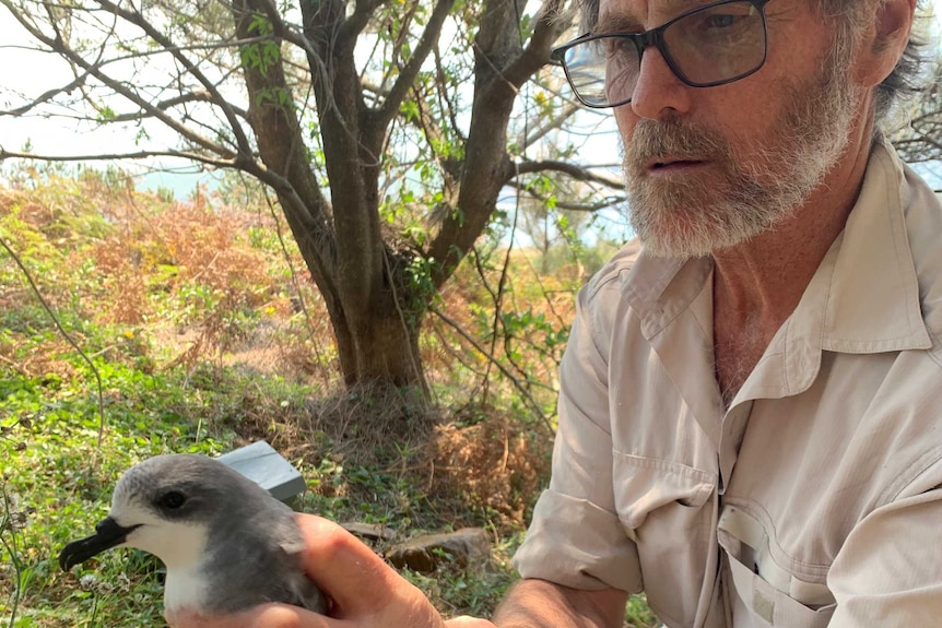A researcher holds onto a grey and white sea bird.