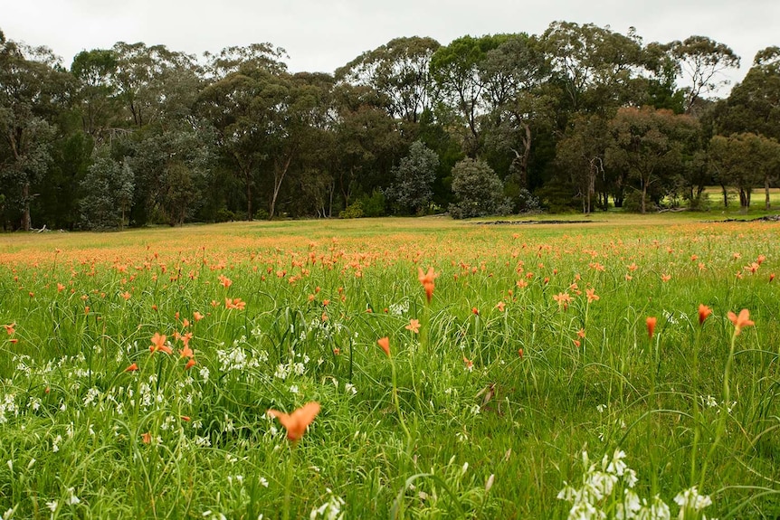Wildflowers on Belair golf course