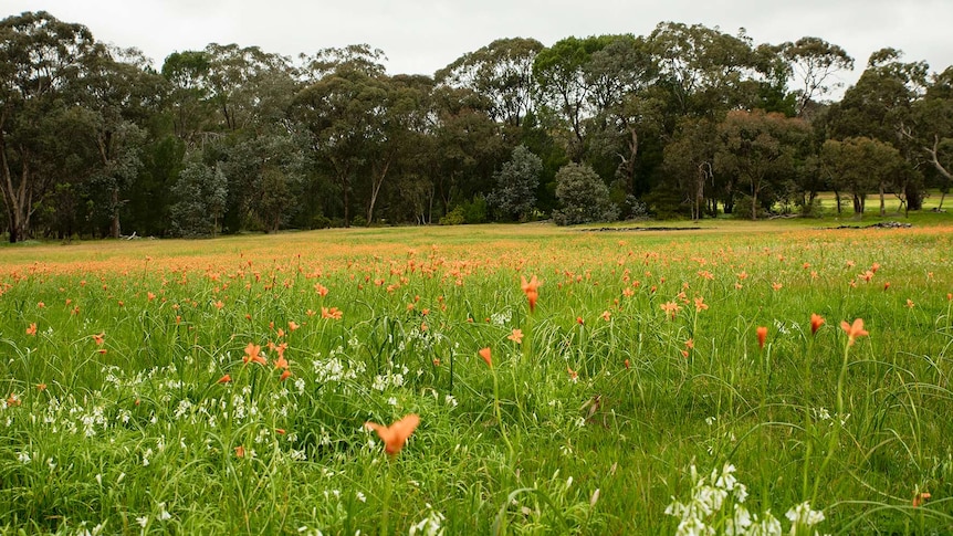 Wildflowers on Belair golf course