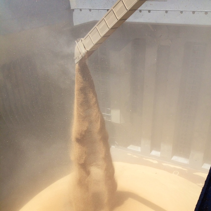 Grain pours into silo from chute