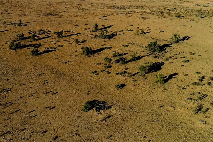 An aerial shot of a desert expanse with green trees.