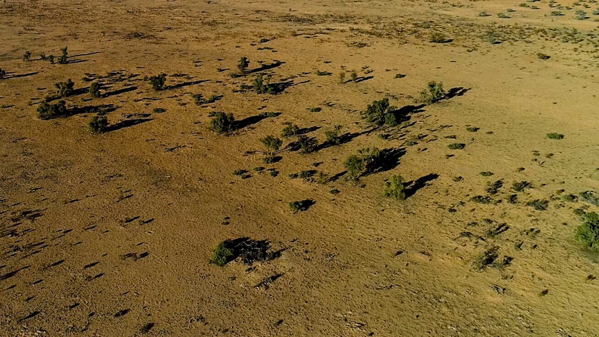 An aerial shot of a desert expanse with green trees.