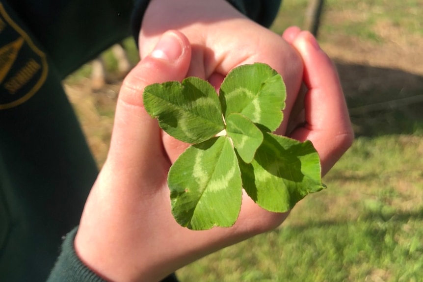 A large clover with five green leaves.