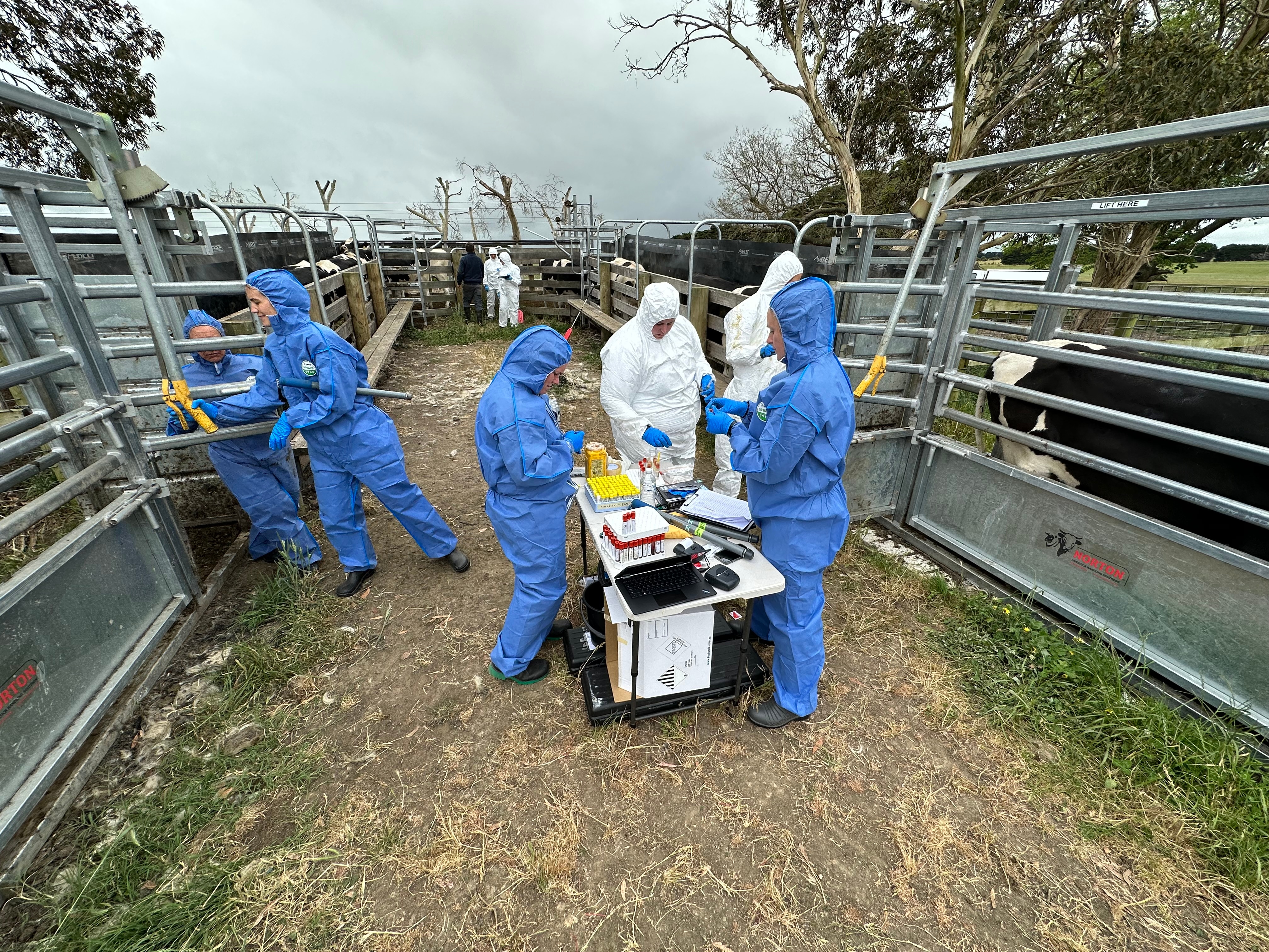 a group of people wearing protective clothing in the cattleyards