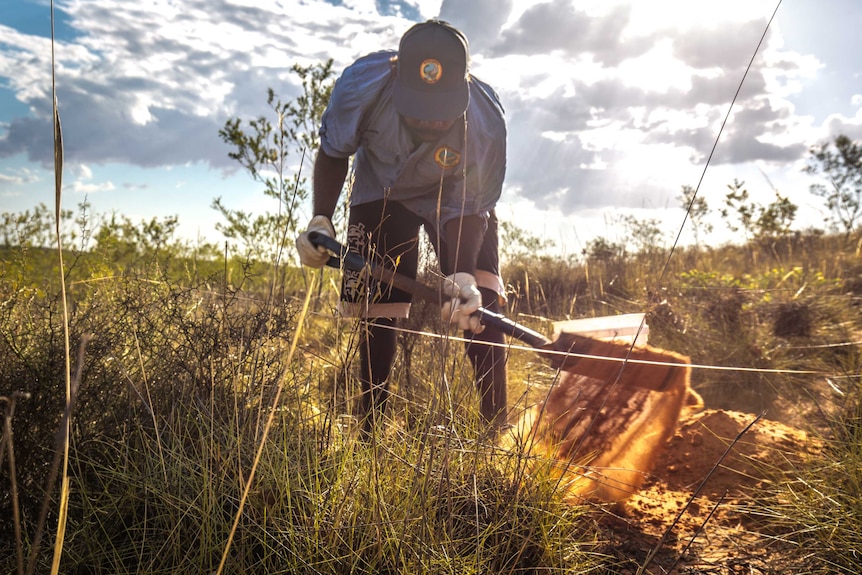 An Indigenous man wearing a rangers shirt and cap lifts a shovelful of red desert dirt.