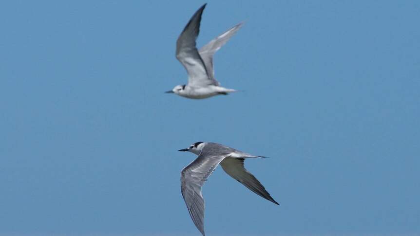 Two Aleutian terns, grey and white seabirds, flying against a blue sky.