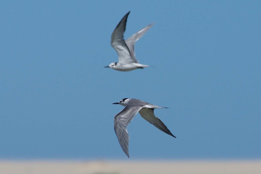 Two Aleutian terns, grey and white seabirds, flying against a blue sky.