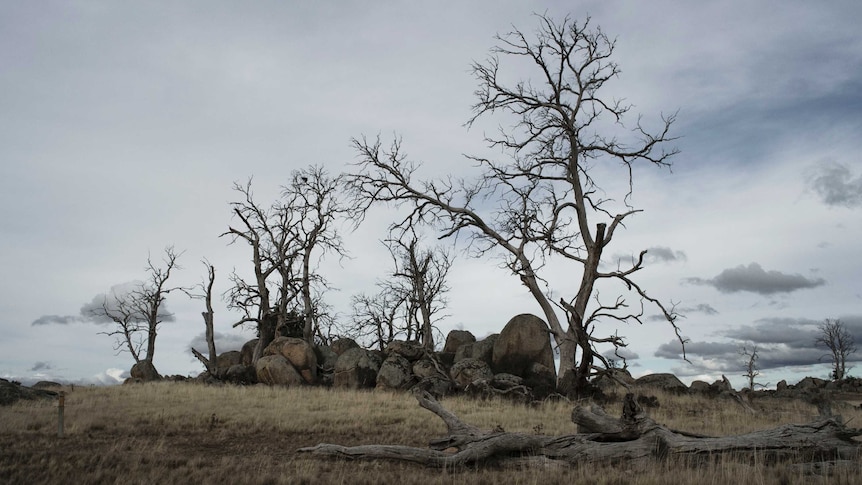 Dying gum trees.