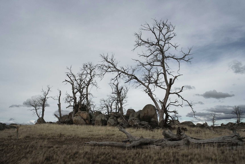 Dying gum trees.