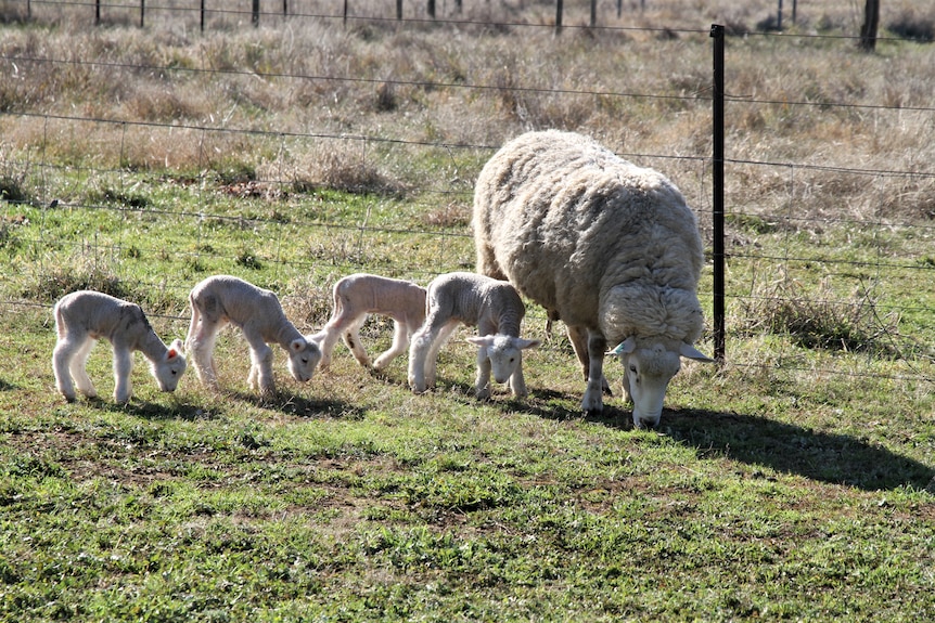 A mother sheep is trailed by four lambs