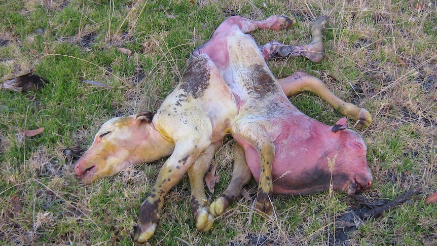 Twin calves, conjoined at the pelvis, lay dead in a field