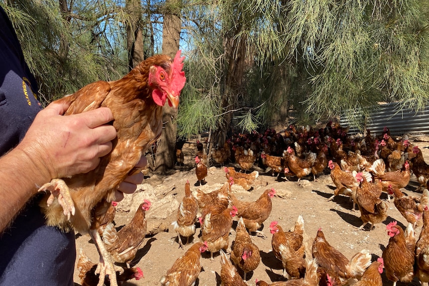 A man holds a red chicken, while dozens of red chickens are behind him