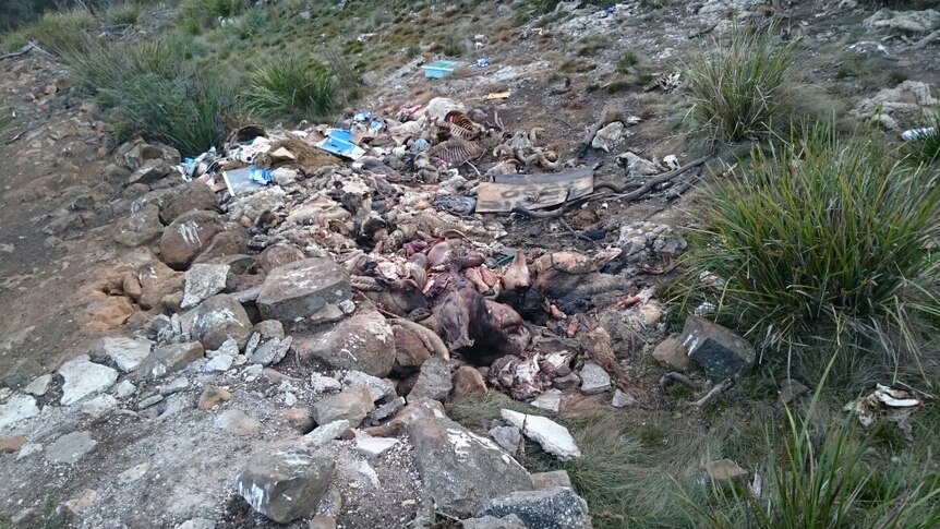 Animal carcasses left to rot alongside old rail line