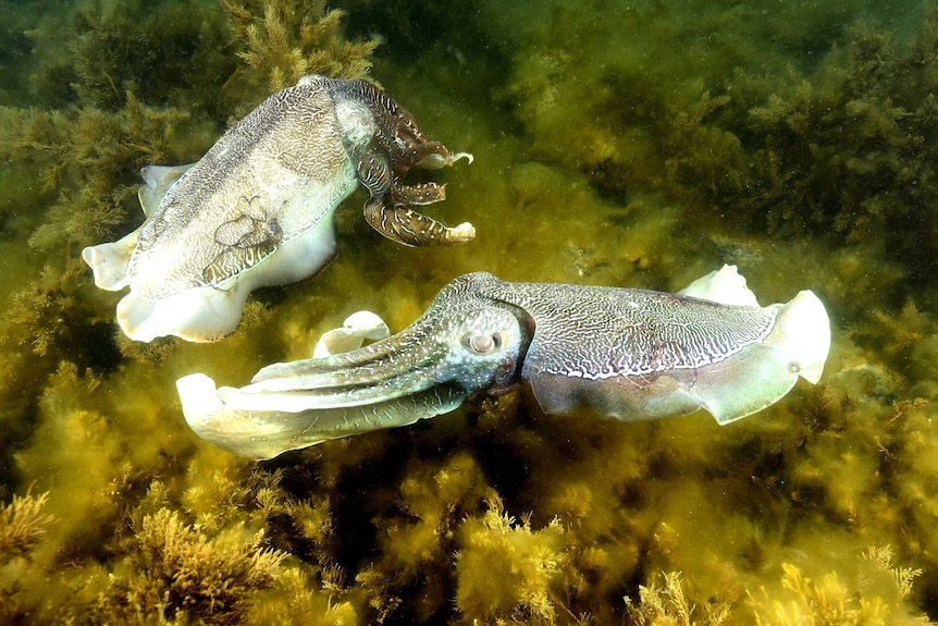 Two colourful sea creatures swimming among the vegetation in the ocean