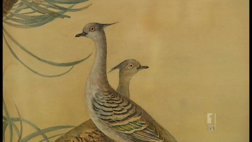 Early Australian watercolours end 200-year wait