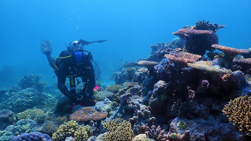 Diver at Scott Reef underwater photo