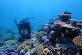 Diver at Scott Reef underwater photo