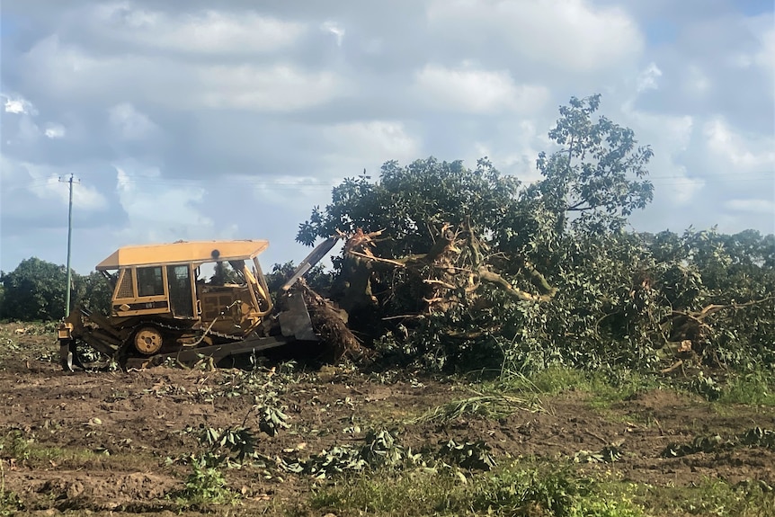 A bulldozer knocks over an avocado tree