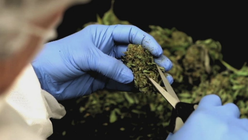 an over-the-shoulder shot of a person in a lab coat wearing rubber gloves cutting marijuana with scissors. 