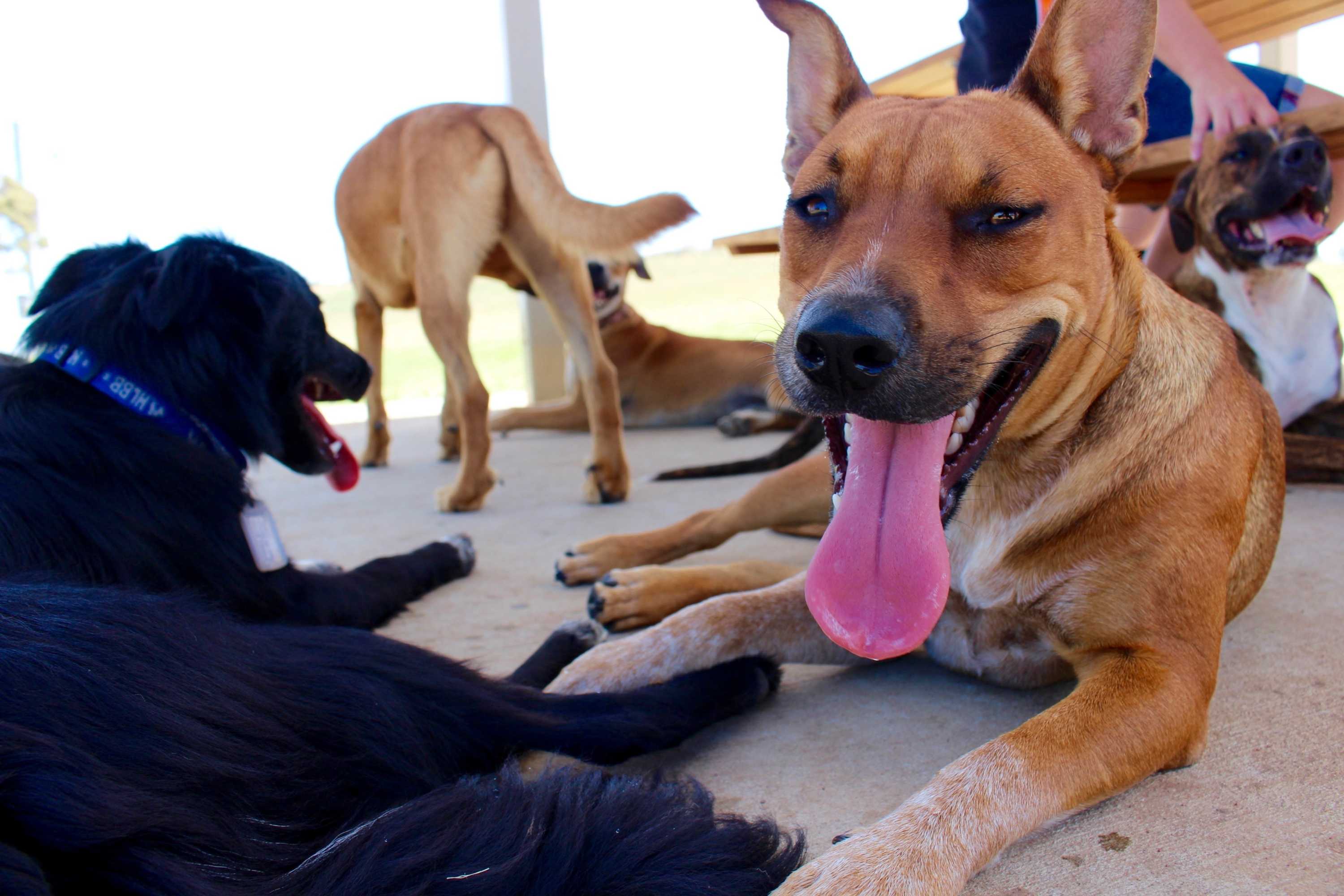 Dog attacks in NSW blamed on irresponsible breeders, COVID19 lockdown