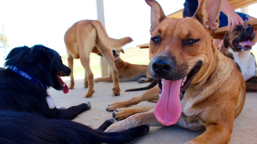 Dogs in Rockhampton.