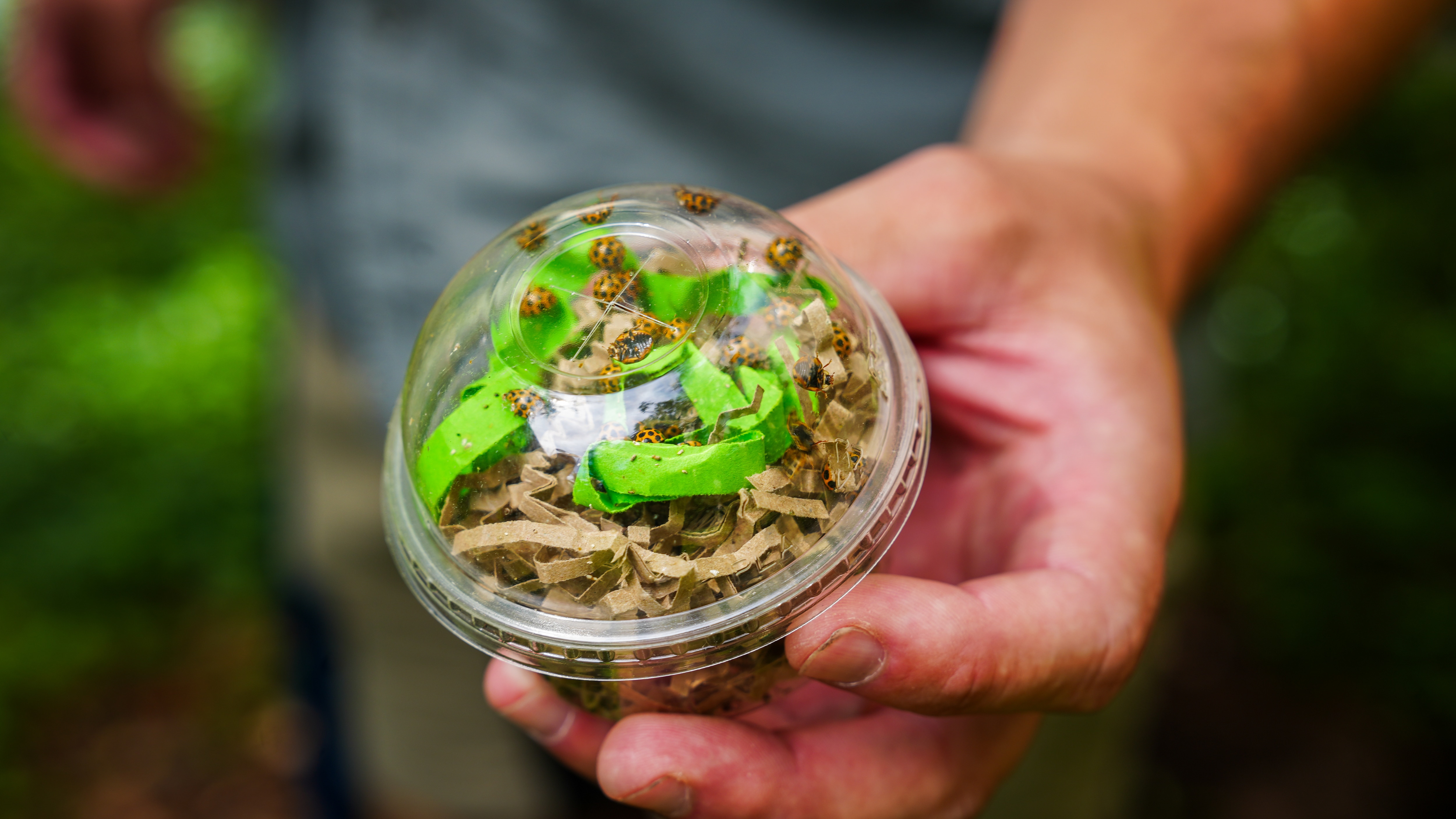 'Voracious feeders' set loose at Parliament House to take out pests