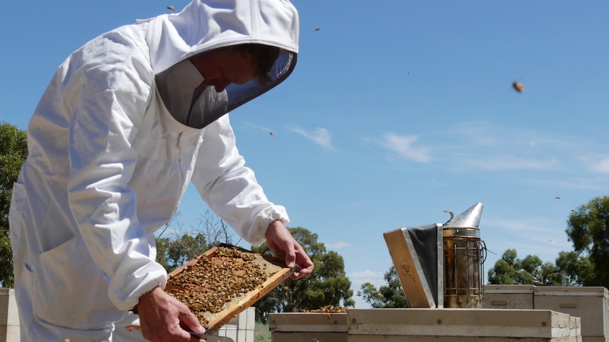 A figure in a white bee suit bends down over an open hive, looking at one of the inserts.