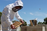 A figure in a white bee suit bends down over an open hive, looking at one of the inserts.