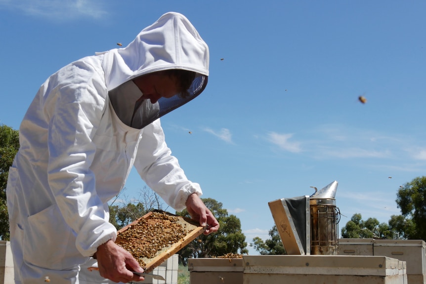 A figure in a white bee suit bends down over an open hive, looking at one of the inserts.