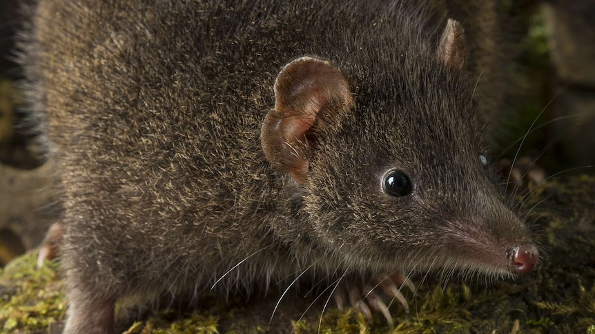 The Tasman Peninsula dusky antechinus is endangered