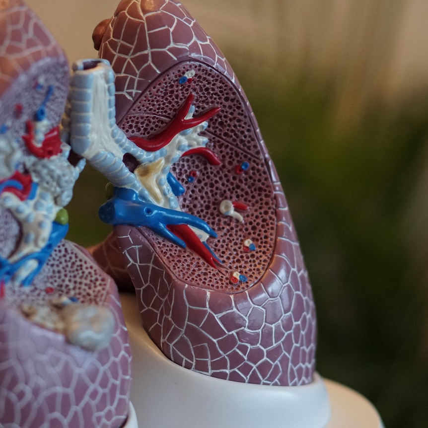 A plastic model of the human lungs is coloured with red and blue to show the anatomy. 