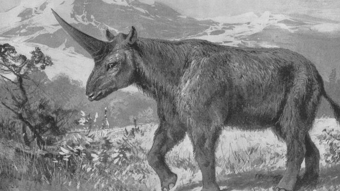 A black and white sketch of a Siberian unicorn in a mountainous field