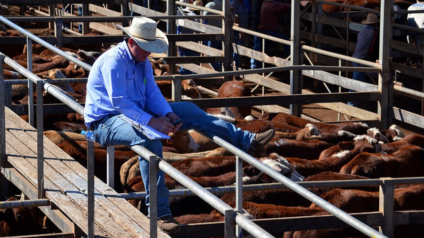 A man sits on a fence checking his phone at the Roma saleyards