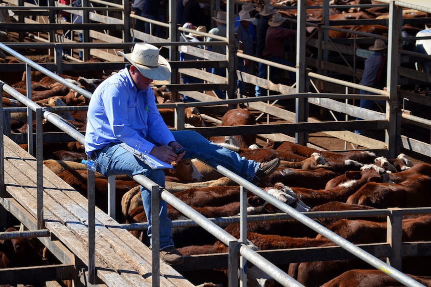 A man sits on a fence checking his phone at the Roma saleyards