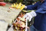 A person clears leaves and debris from a gutter.