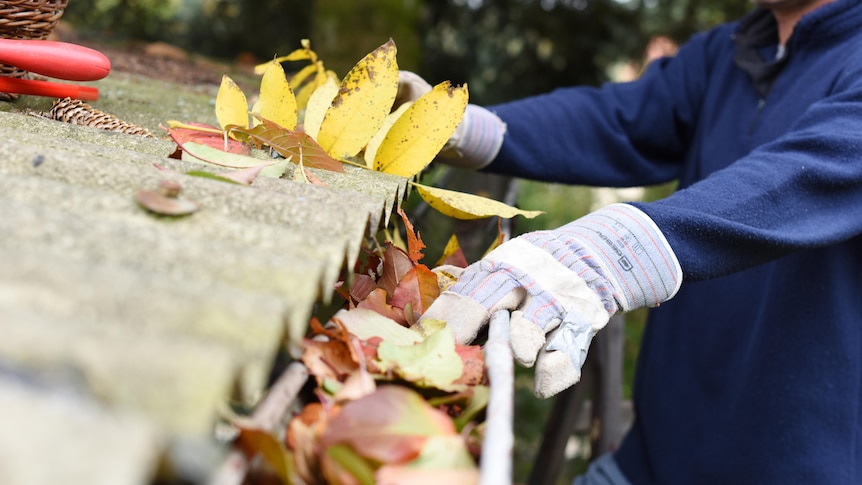 A person clears leaves and debris from a gutter.