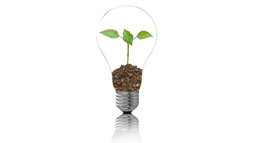 Light bulb with a seedling in it (Thinkstock:  iStockphoto)