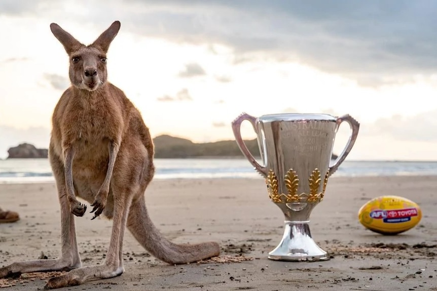 A kangaroo standing next to the premiership cup on a beach
